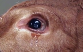 crying_cow