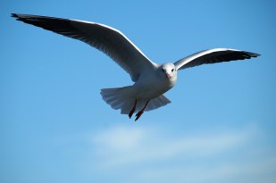 gull